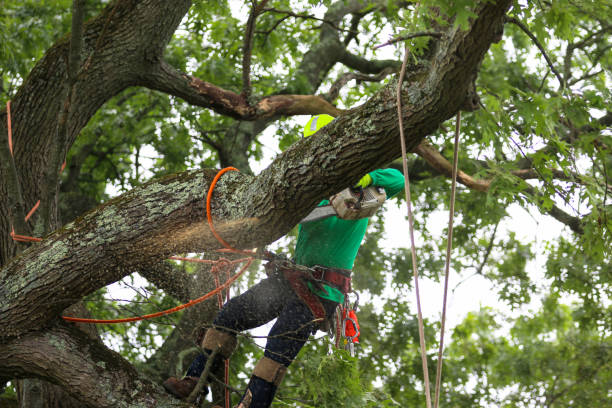  Mount Hore, WI Tree Care Pros